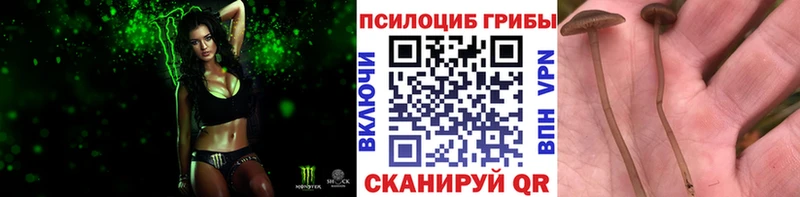 купить наркоту Минеральные Воды Псилоцибиновые грибы GOLDEN TEACHER