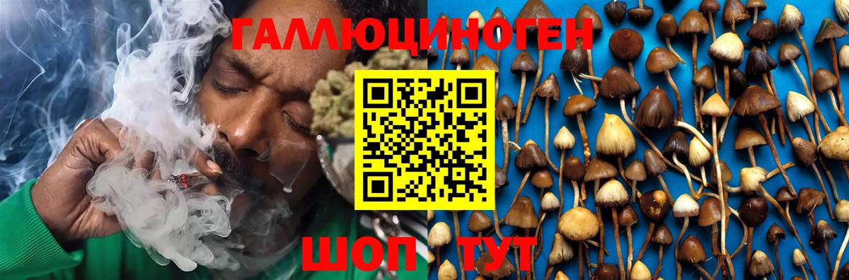Галлюциногенные грибы Psilocybine cubensis Минеральные Воды